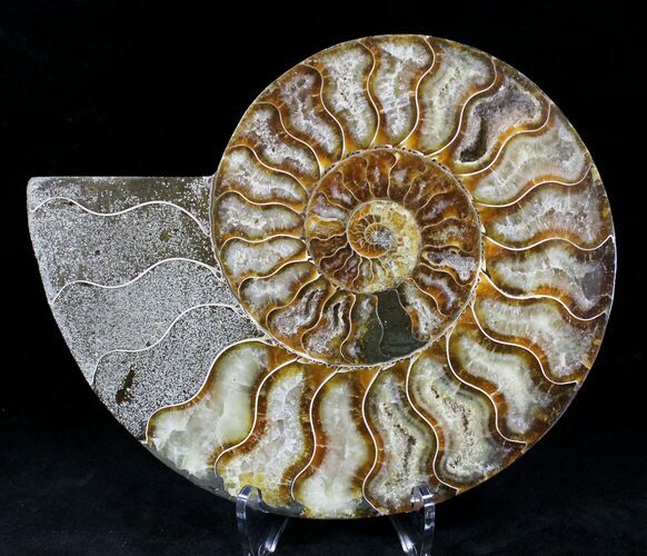 Cut Ammonite Fossil (Half) - Agatized #21163